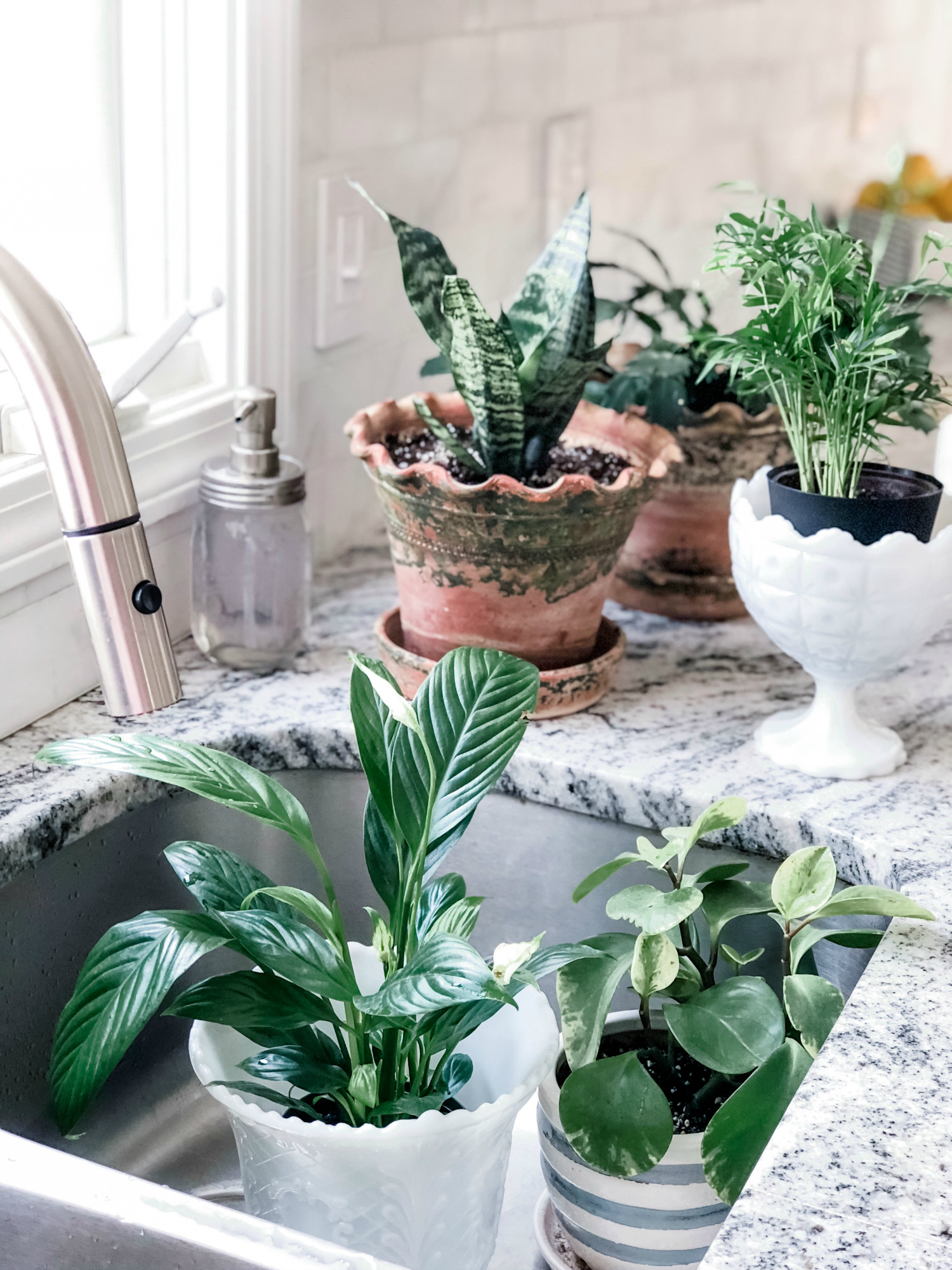 House plants that are low maintenance.