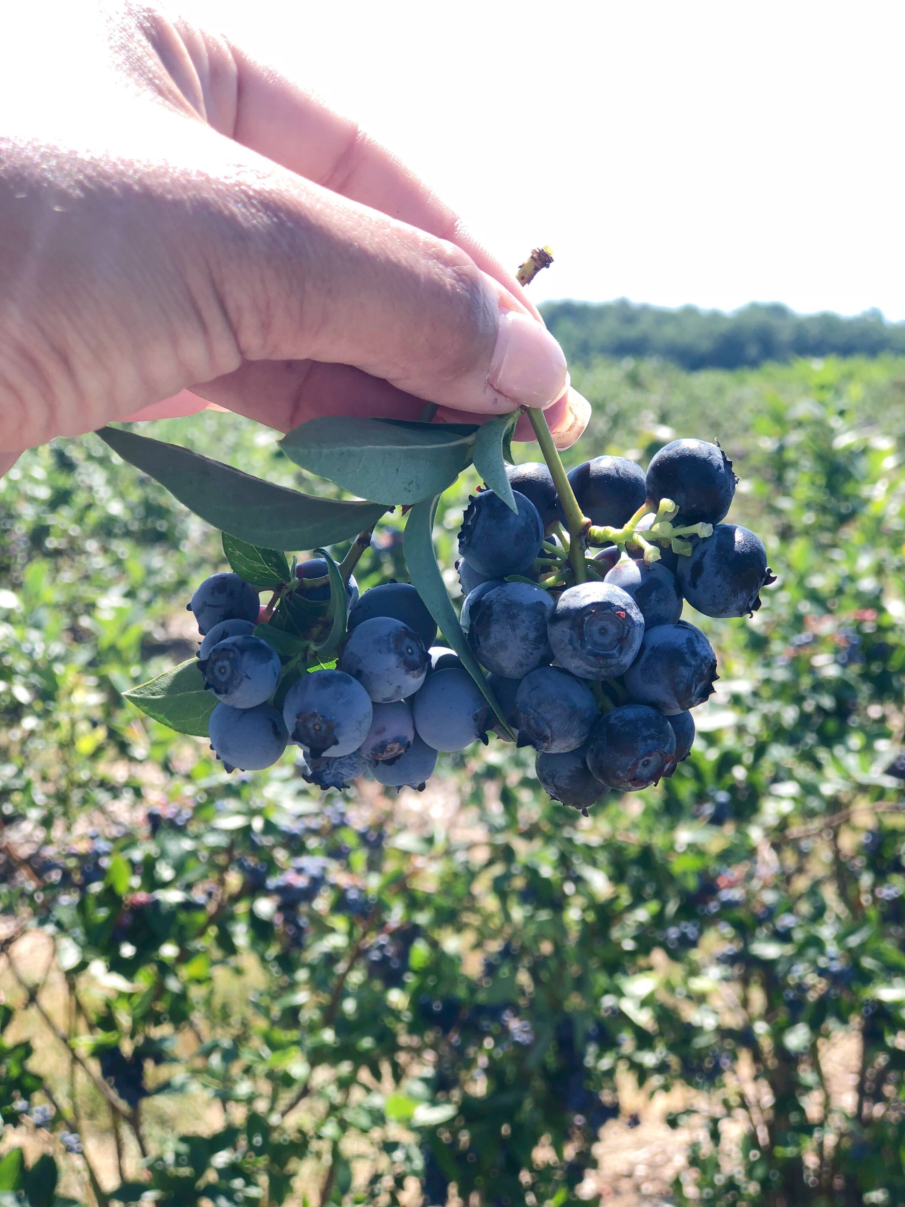 Fresh blueberries! CT farms.