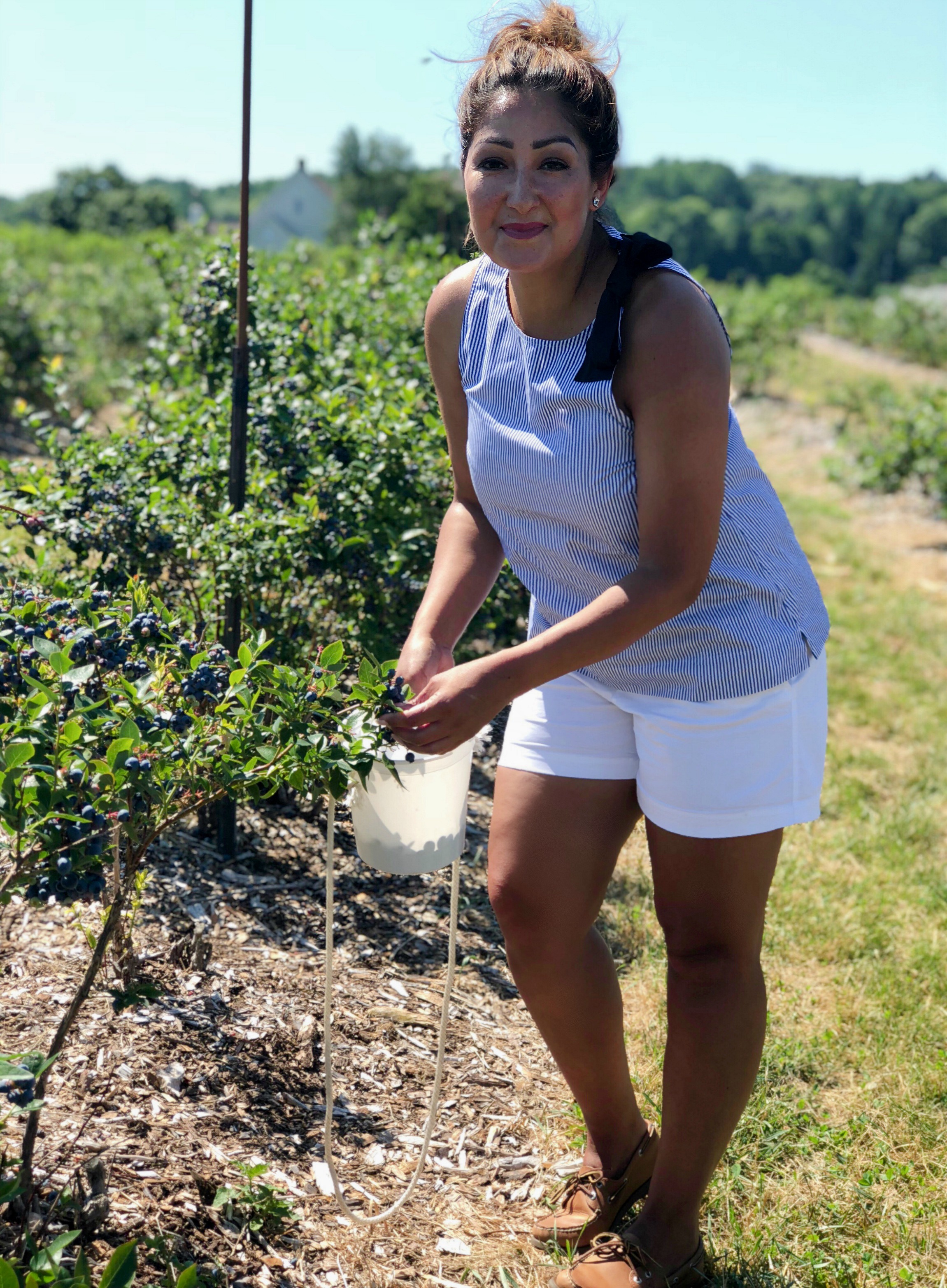 Blueberry picking season is here! Rose's Berry Farm, CT. 