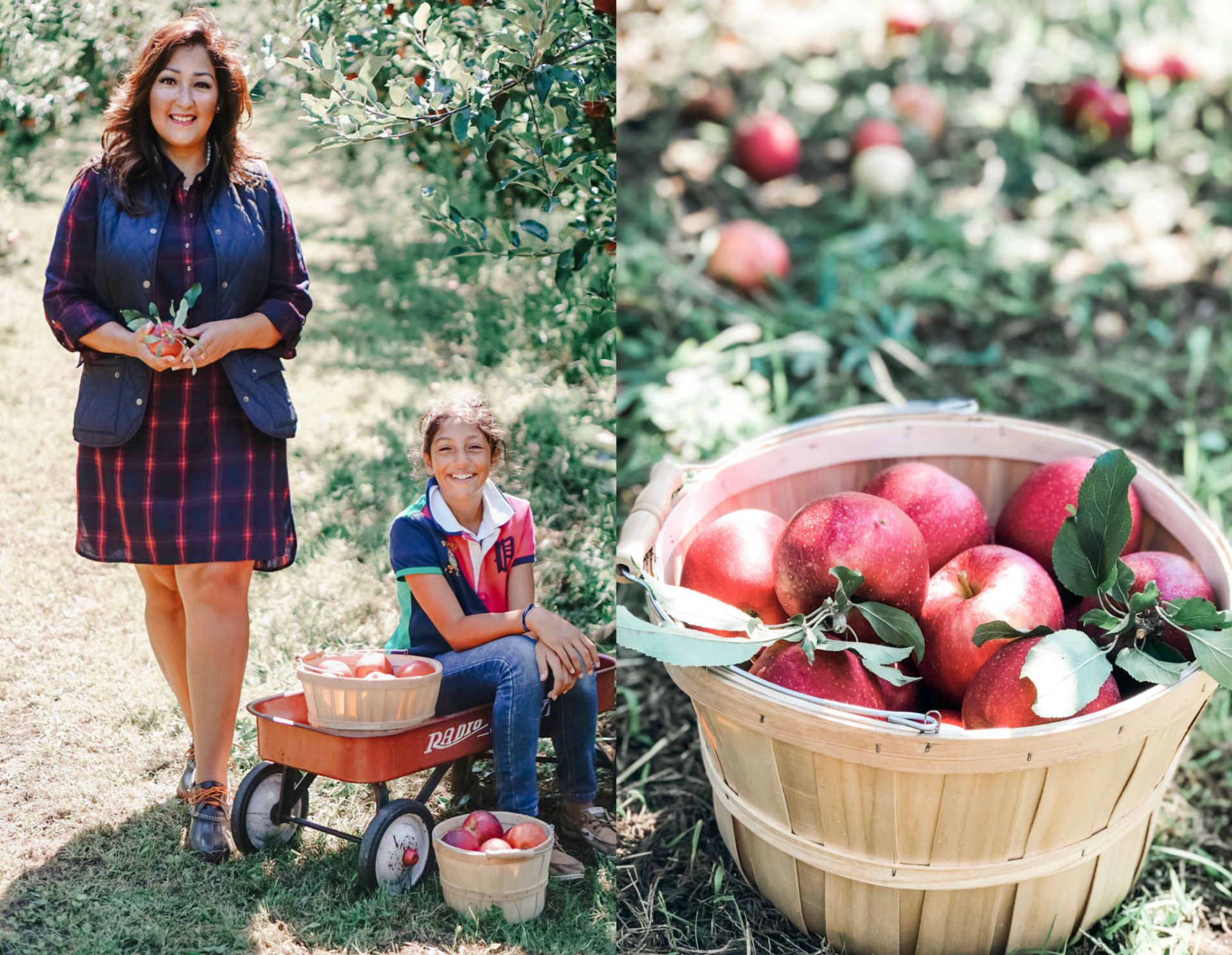 Apple Picking Season in CT Rosa Diana