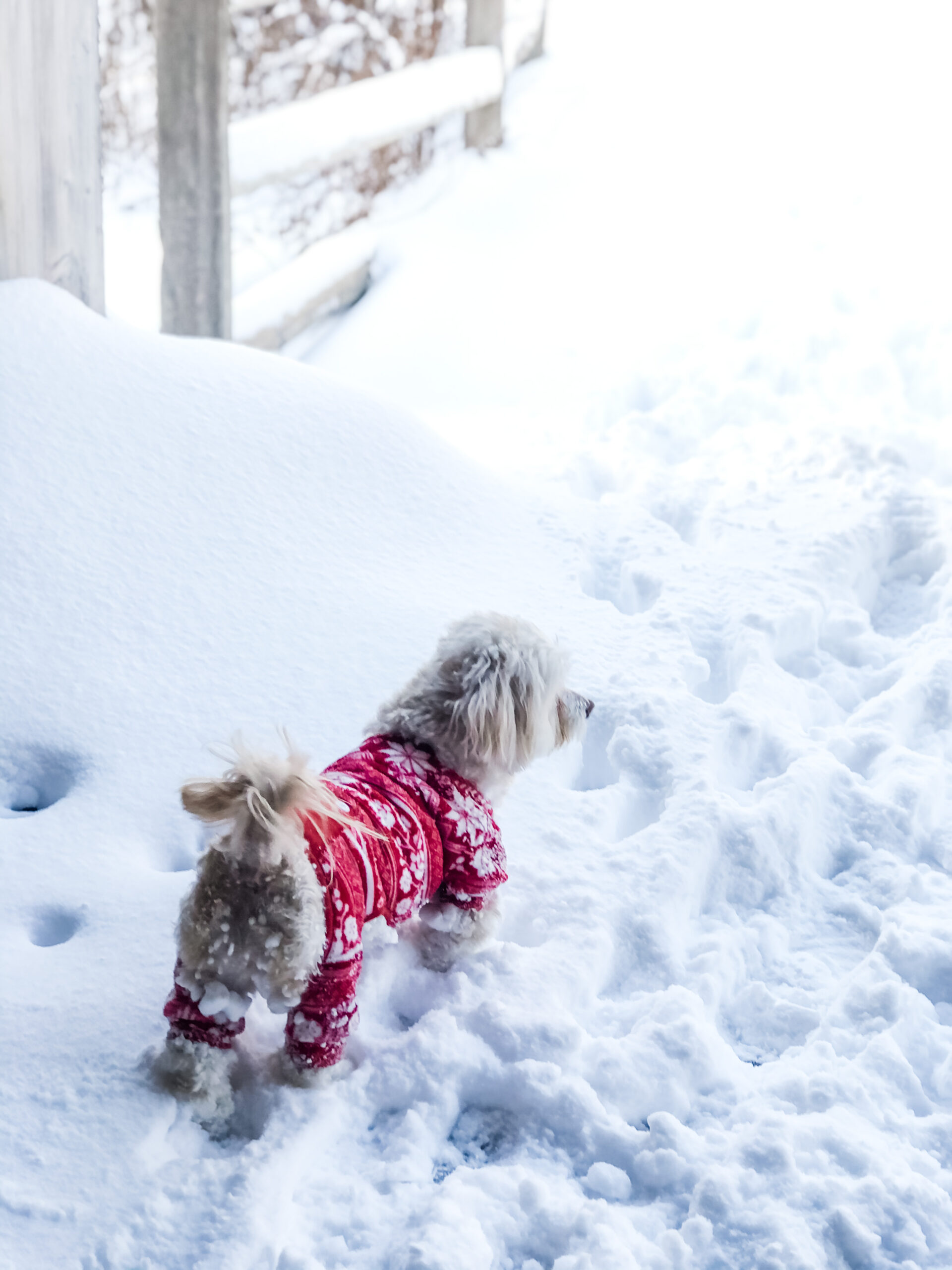 My Little Darling Coco - Rosa Diana