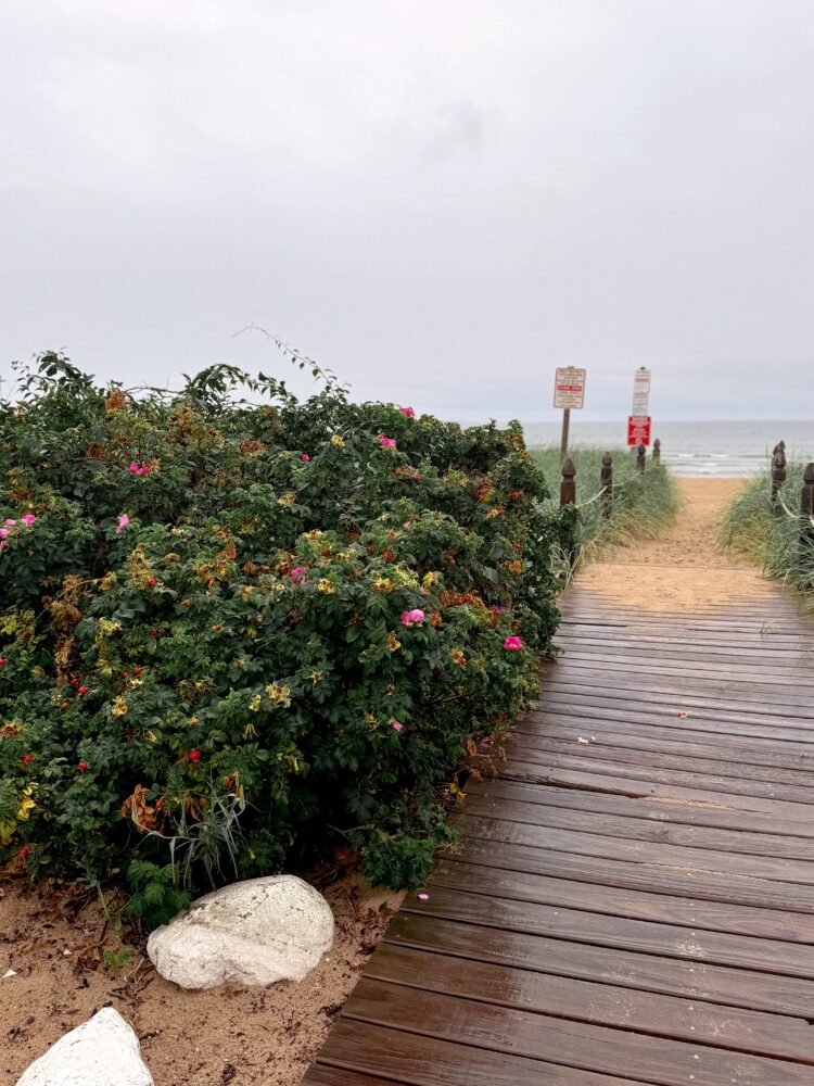 Our Trip To OOB, Maine Rosa Diana